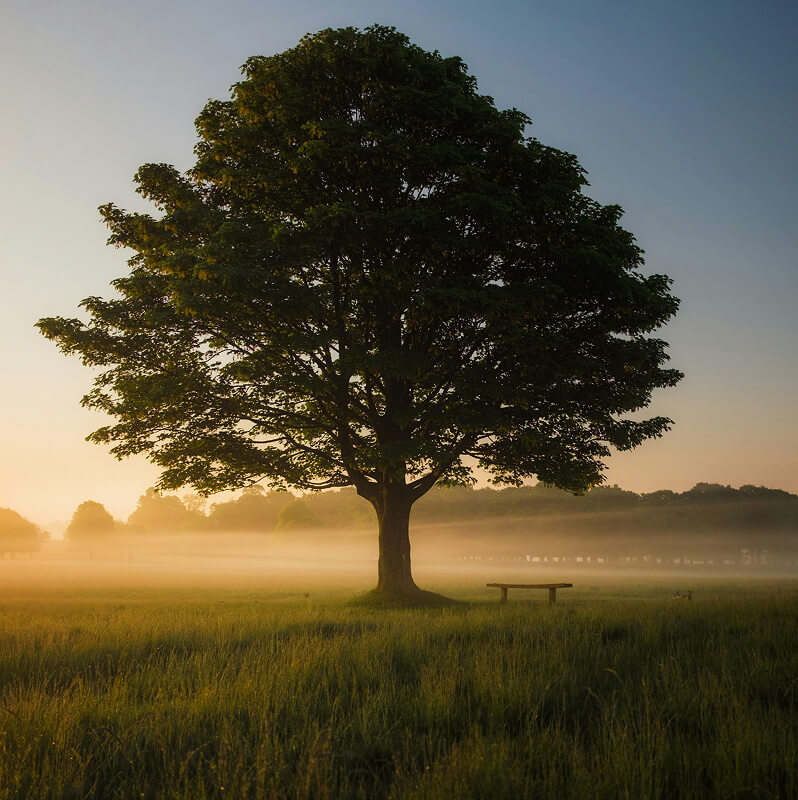 Foto van een boom in de natuur